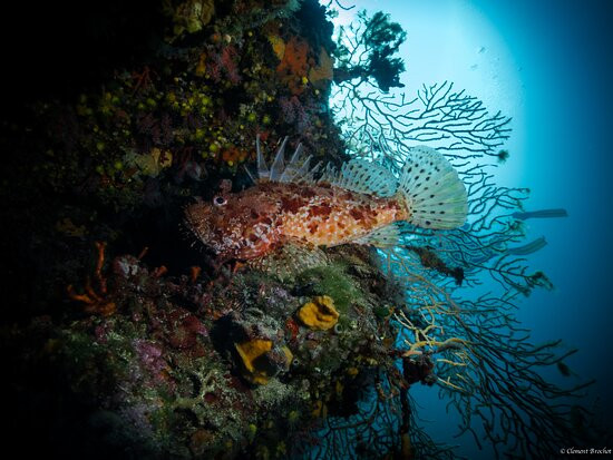 Plongée Passion La Ciotat-拉西奥塔必去景点