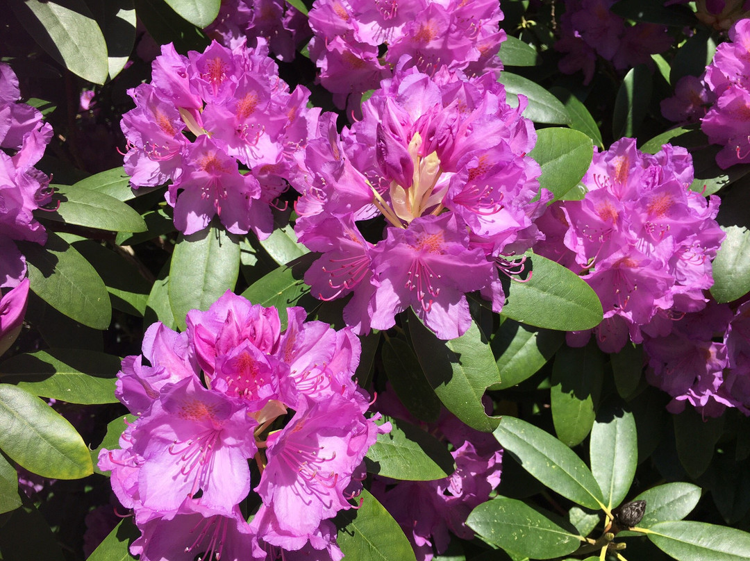 Rhododendronparken景点图片