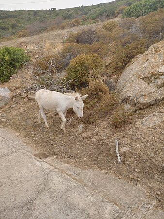 Shardana - Escursioni nel Parco Nazionale dell'Asinara景点图片