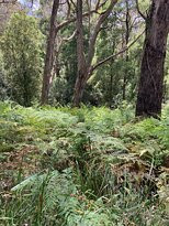 Greens Bush景点图片