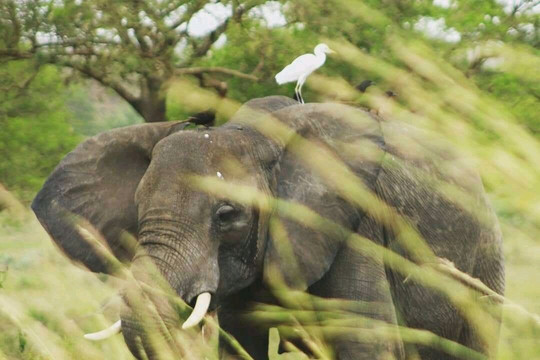 Nungi Safaris-恩德培必去景点