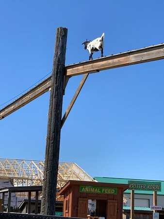 Downey's Farm-卡利登必去景点