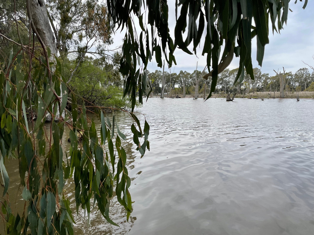 Gunbower Island Forest Drive