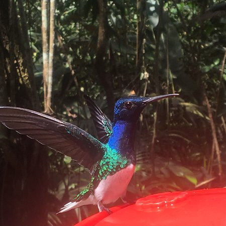 Parque Nacional Soberania景点图片