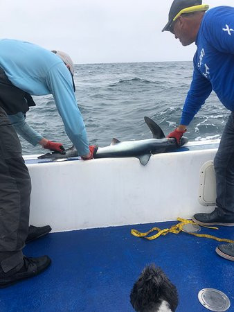 Blue Shark Charters-Eastern Passage必去景点