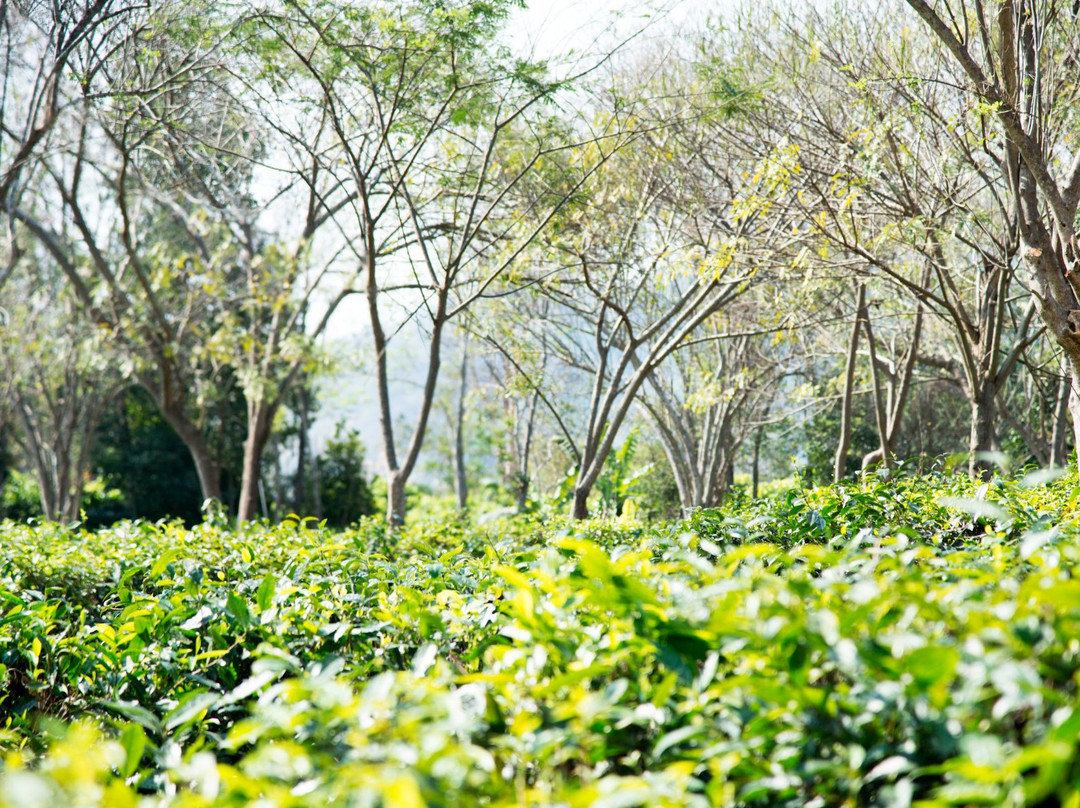 Araksa Tea Plantation - Day Tours-清迈必去景点
