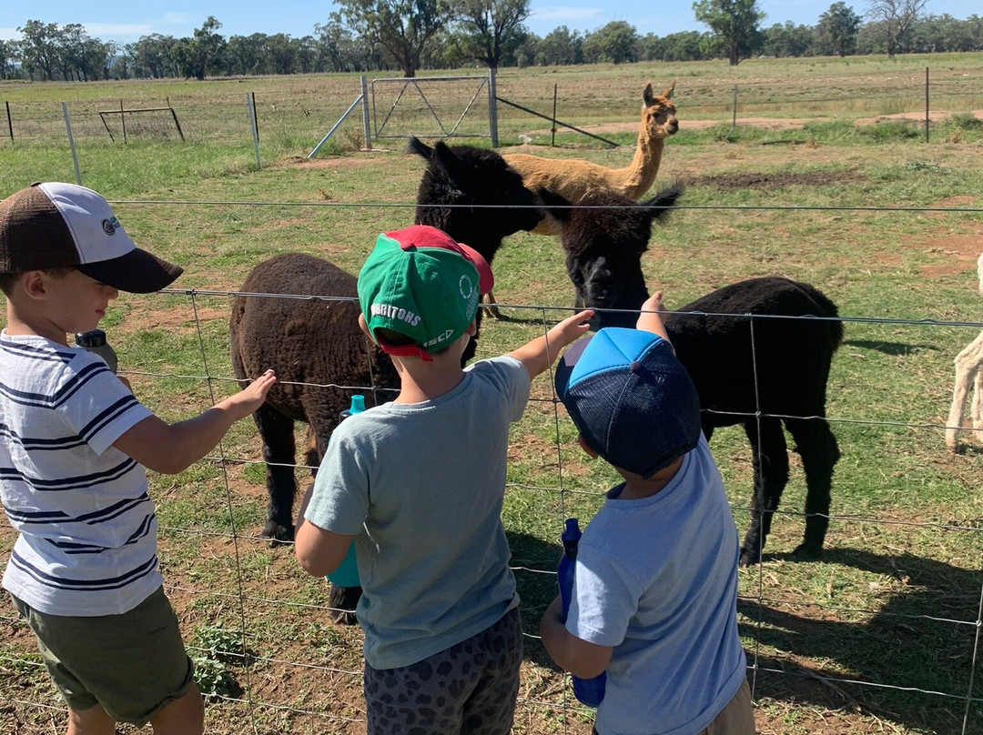 Tomingley旅游攻略图片