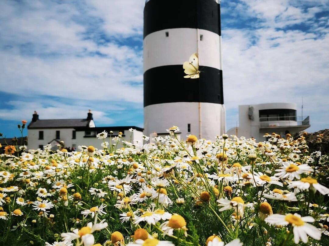 Hook Lighthouse-Fethard On Sea必去景点