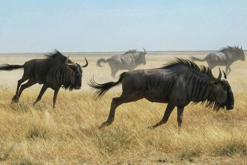 Dusty Trails Safaris & Car Hire Namibia-温德和克必去景点