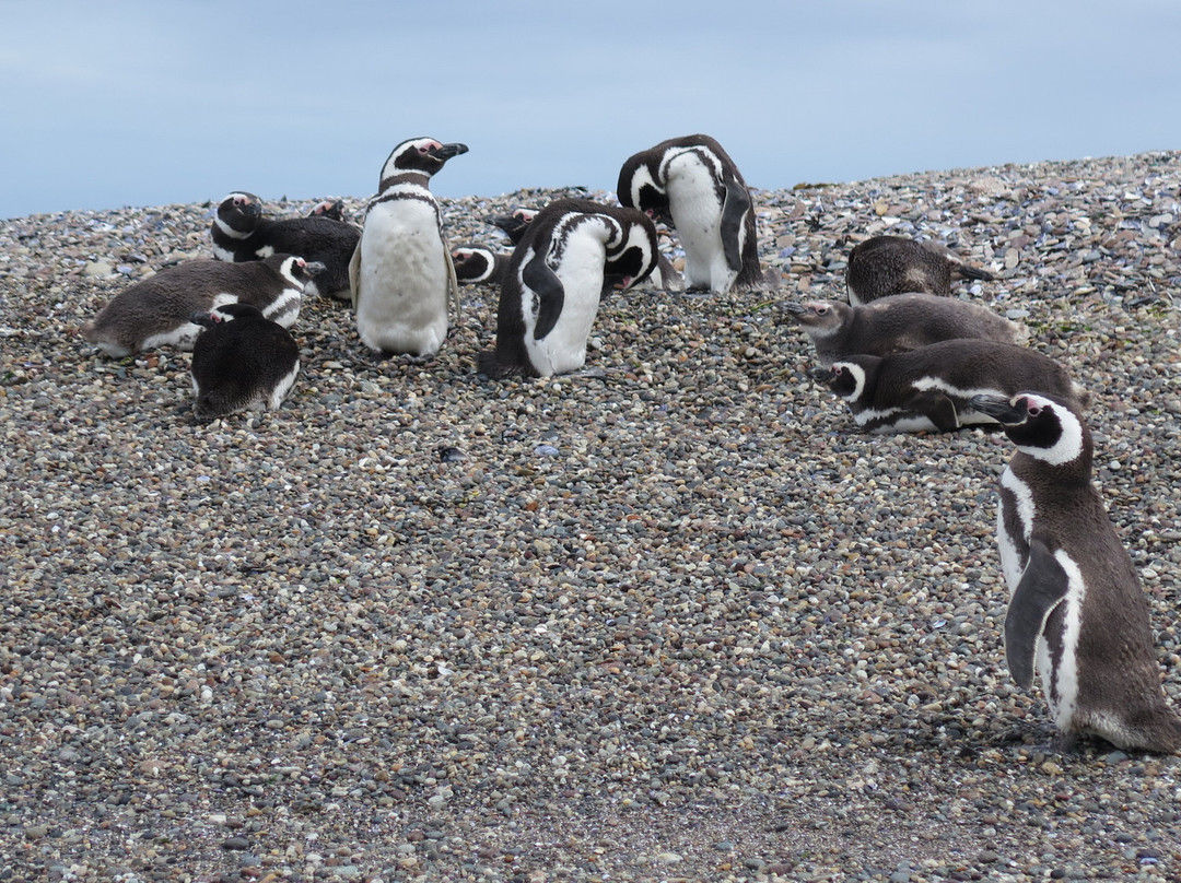 Reserva natural Provincial Ria Deseado-Puerto Deseado必去景点