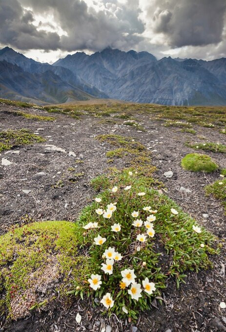 Brooks Falls-卡特迈国家公园及自然保护区必去景点