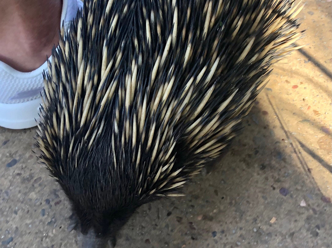 Wildlife Retreat At Taronga主图