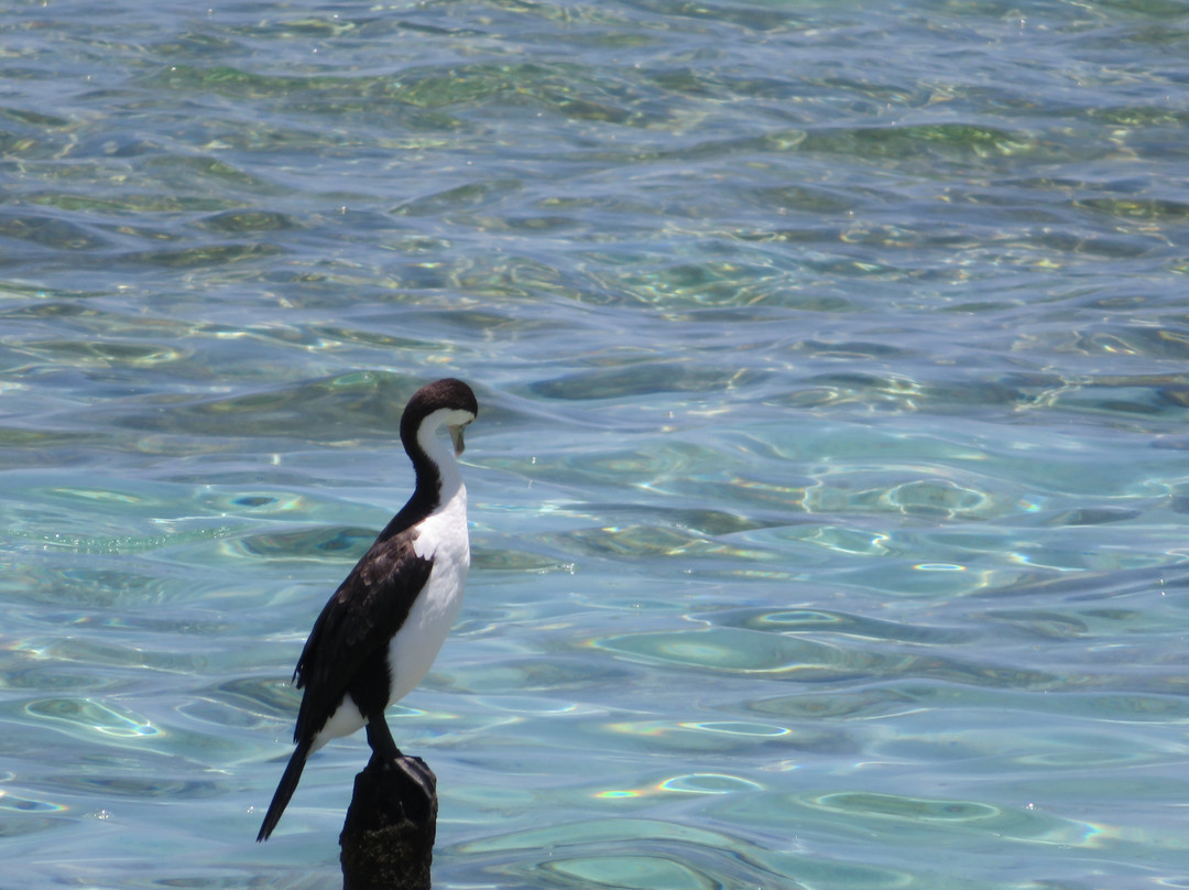 Stromatolites of Shark Bay-德纳姆必去景点