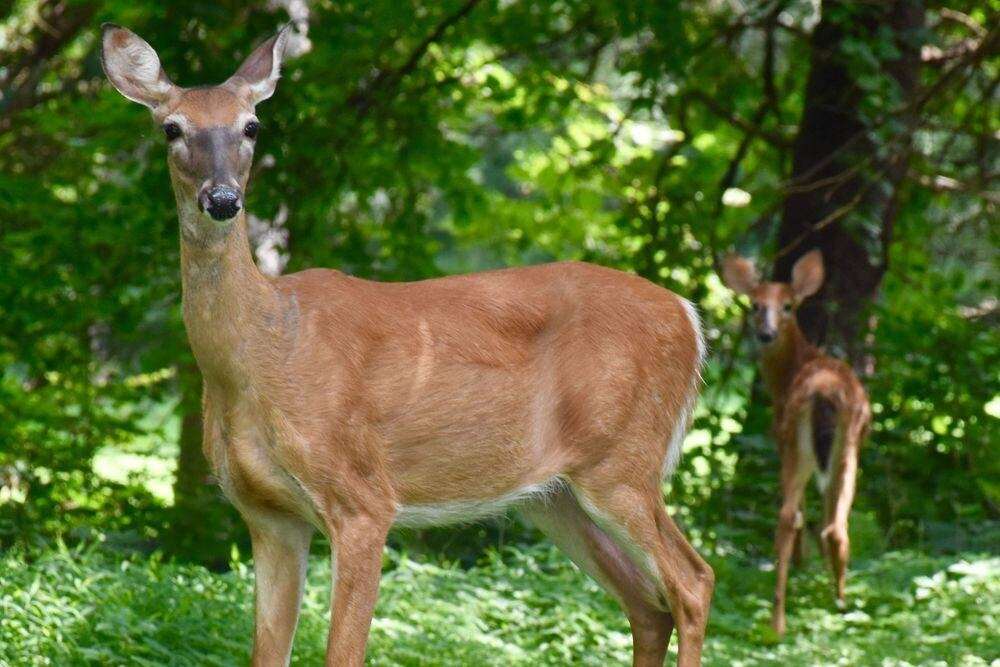 Enchanted Nature Tours inc.-斯汤顿必去景点