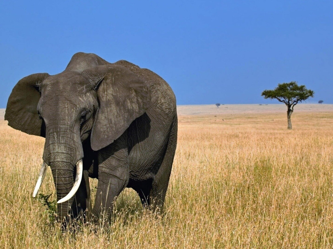 three peaks tanzania safari景点图片