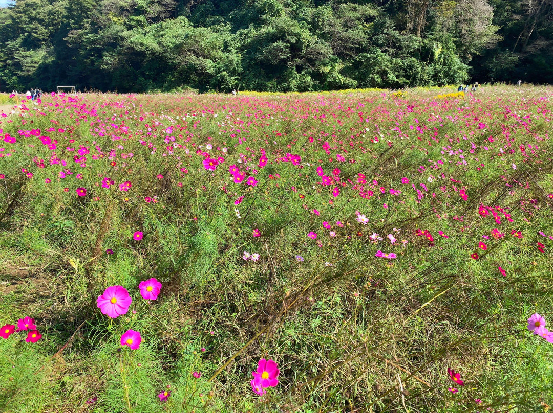 Kurihama Flower Park景点图片