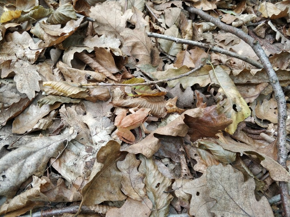 Igneada Longoz Ormanları Milli Parkı-Igneada必去景点