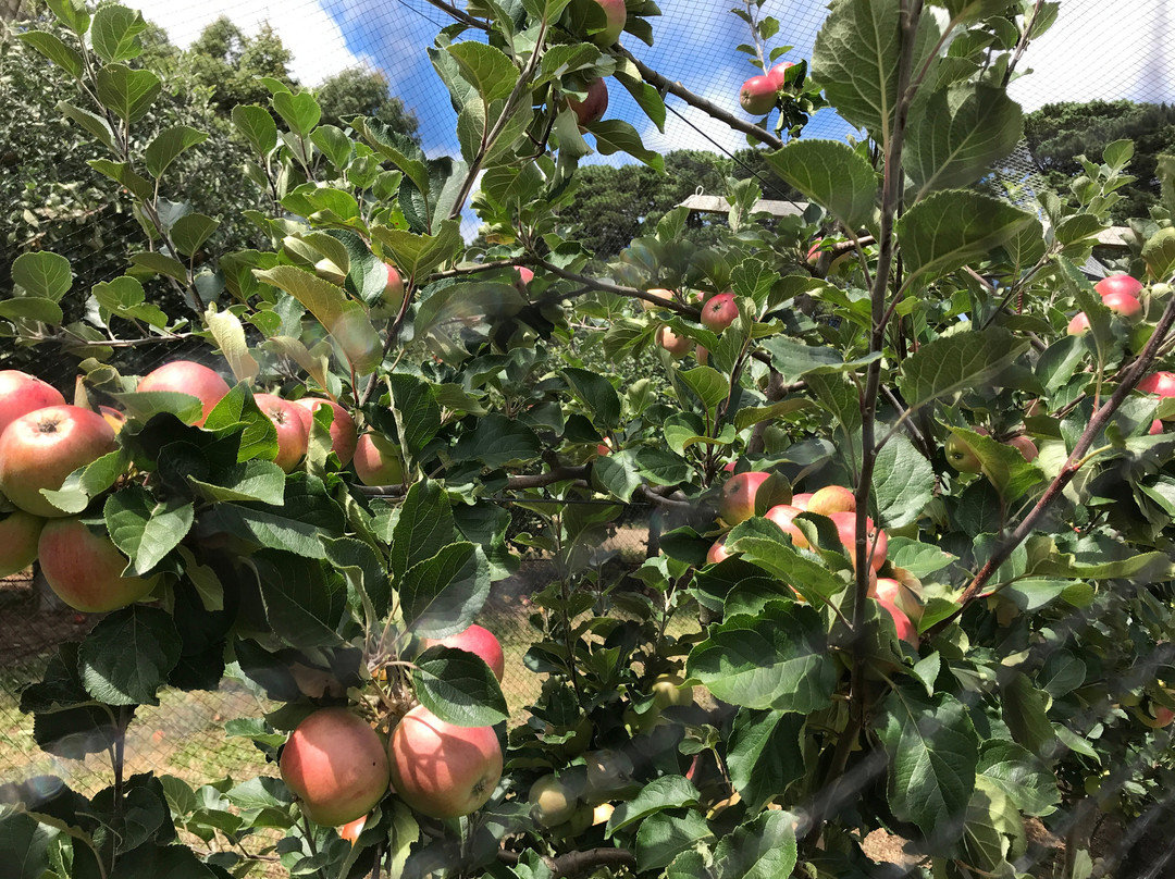 Hart's Farm景点图片