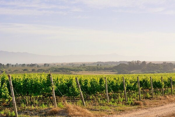 Strandveld Vineyards-Elim必去景点