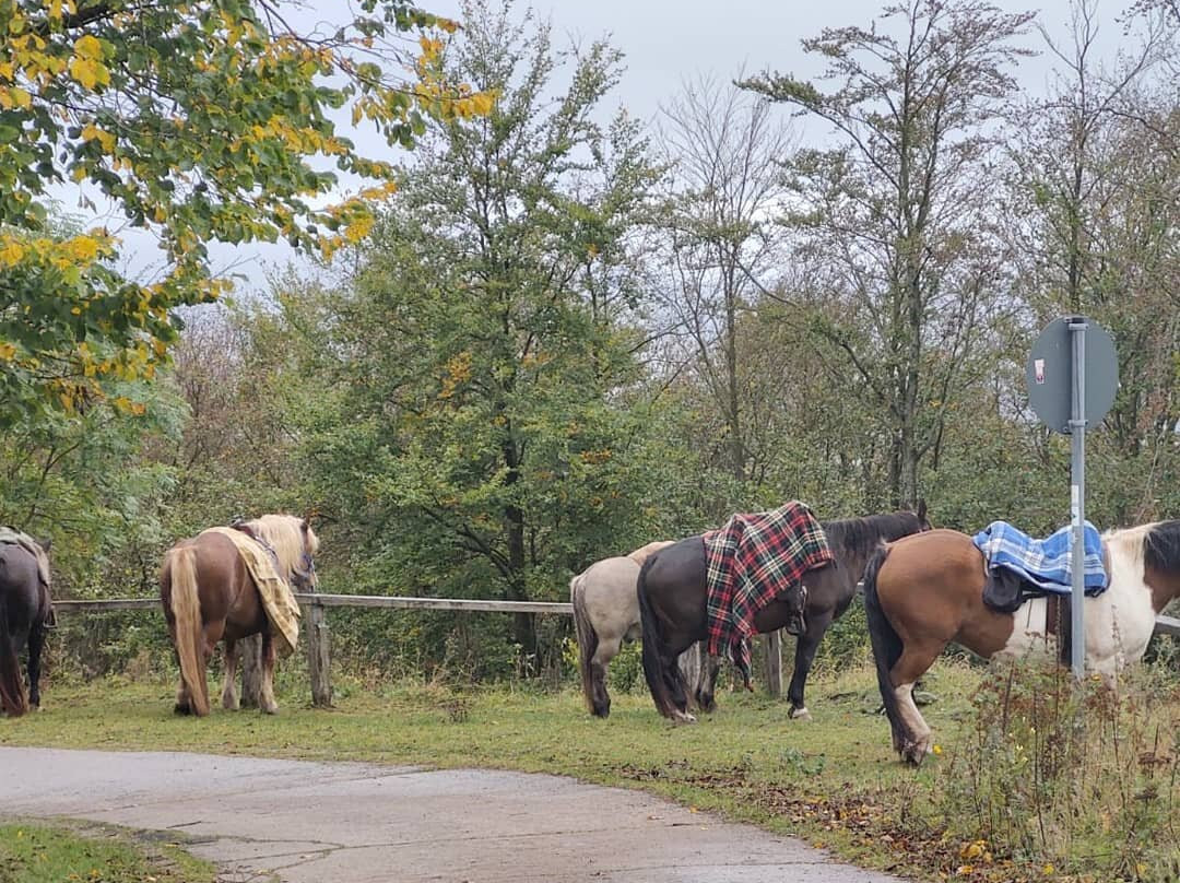 Stockborn Ranch - Westernreiten in der Rhon景点图片