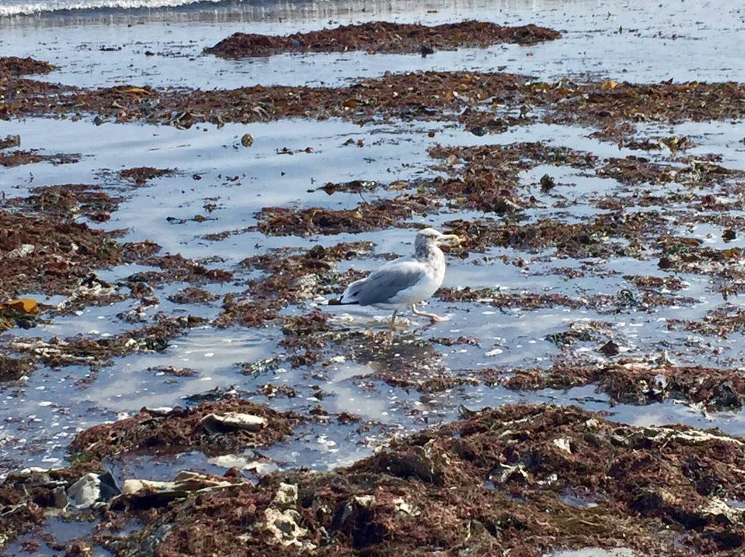 Long Sands Beach-York Beach必去景点