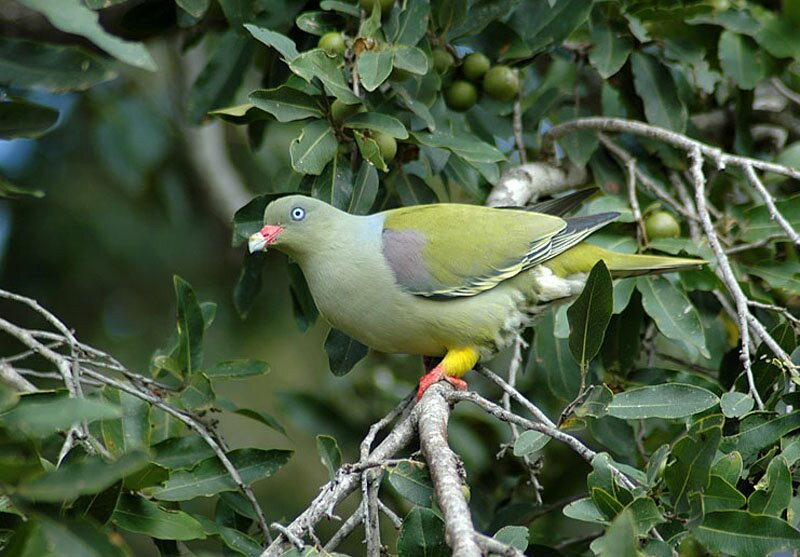 Coral Tree Colony Bed & Breakfast主图