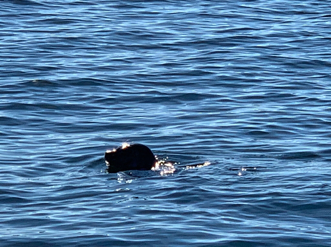 Ocean EcoVentures Whale Watching-Cowichan Bay必去景点