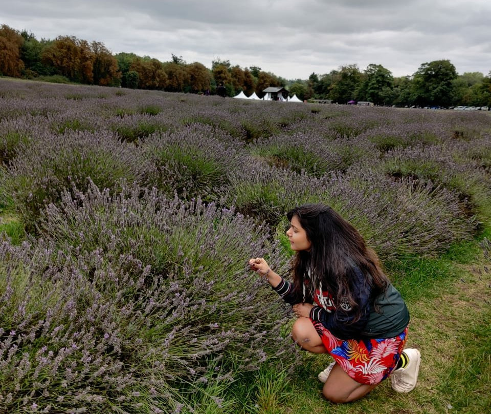 Mayfield Lavender Farm景点图片
