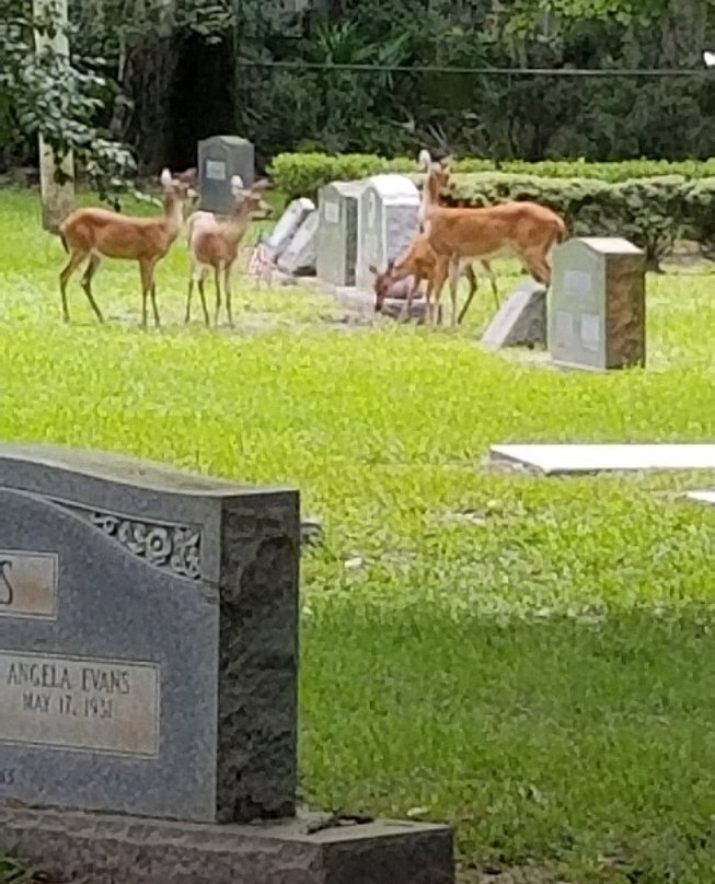 Christ Church-圣西蒙斯岛必去景点