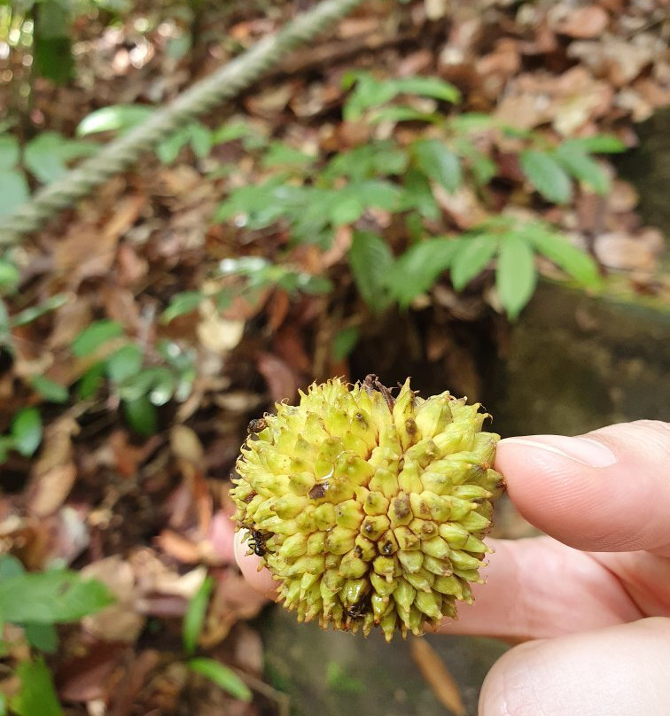 Lambir Hills National Park-美里必去景点