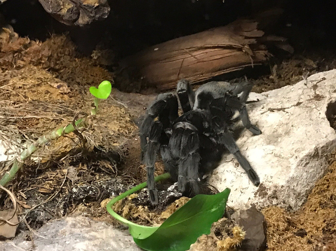 Vivarium Elapsoidea-梅林必去景点