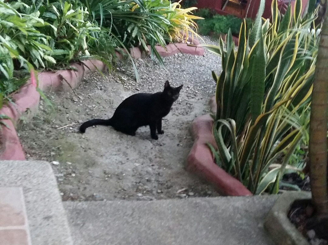 La Buena Vida Hotel- Ayampe主图