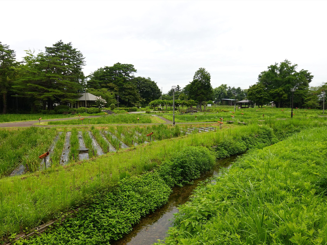 Nagai Ayame Park景点图片