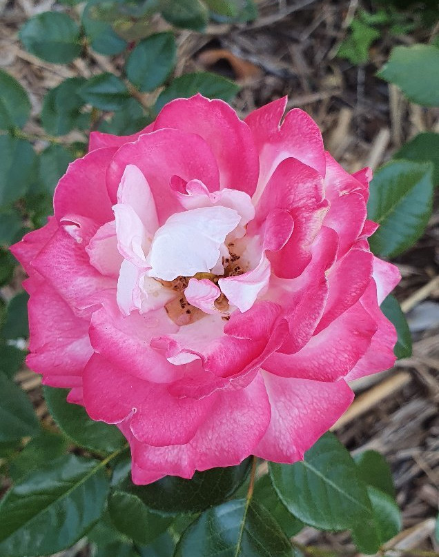 阿瑟顿假日公园主图