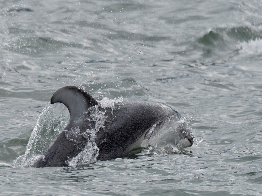 Great Bear Sailing Adventures-Bella Coola必去景点