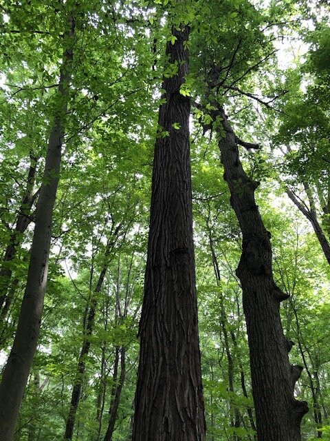 Johnson Woods State Nature Preserve景点图片
