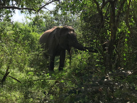 Ceylon Get transfer-Hambantota必去景点