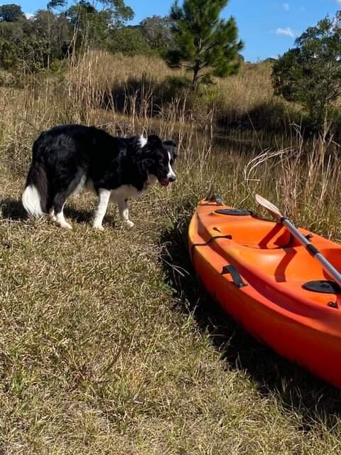 Tropical Coast Retreat - Pet Friendly主图