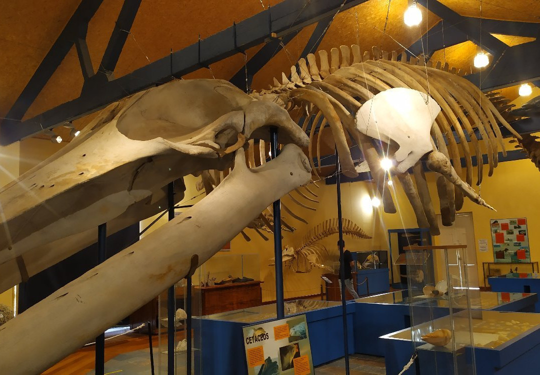 Museo de Historia Natural-费罗尔必去景点