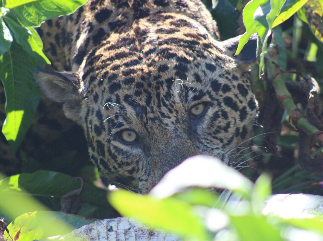 Pantanal Trackers景点图片