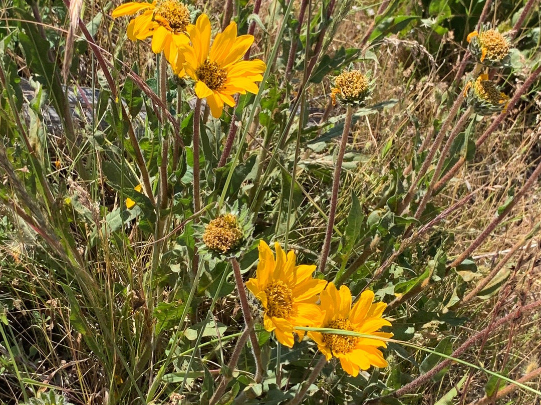 Grizzly Peak Trail-阿什兰必去景点