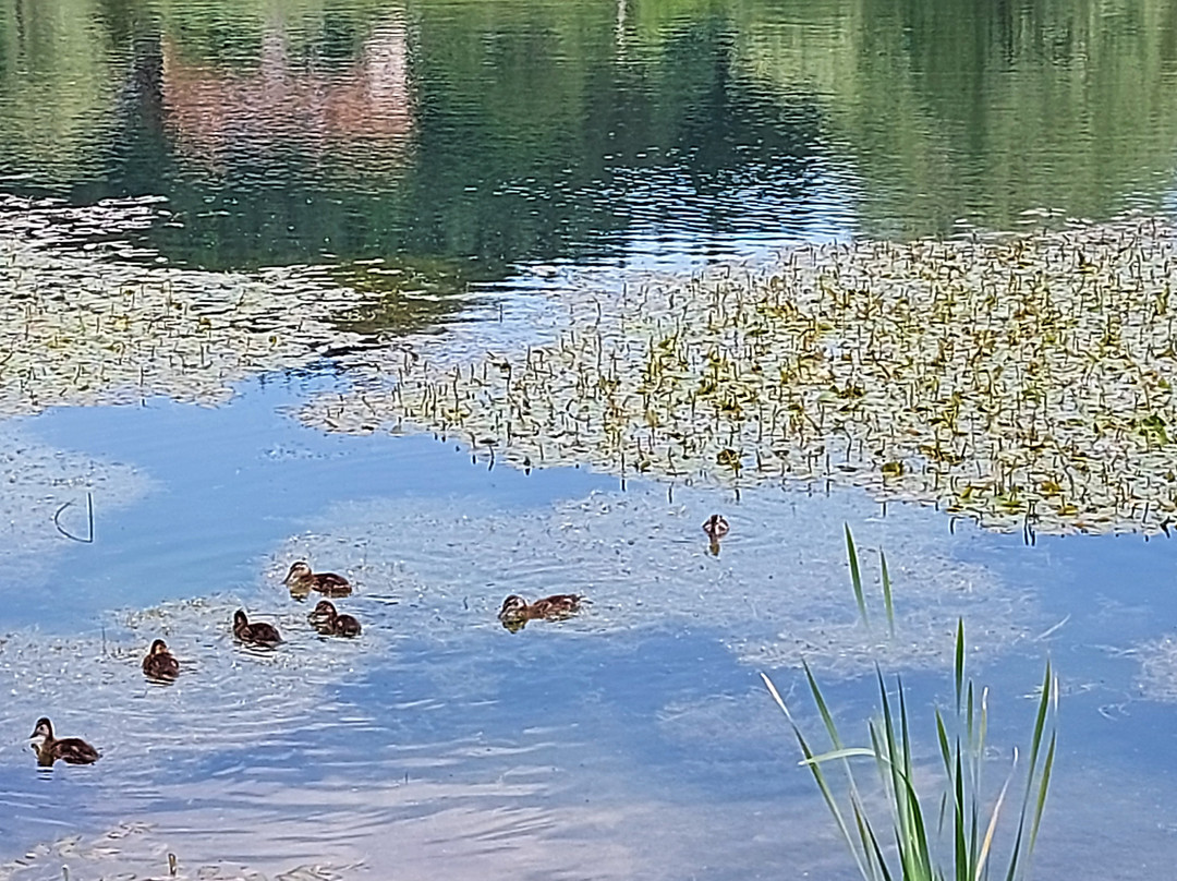 Ai Laghetti di Ruffrè: Arte, Natura, Pace景点图片