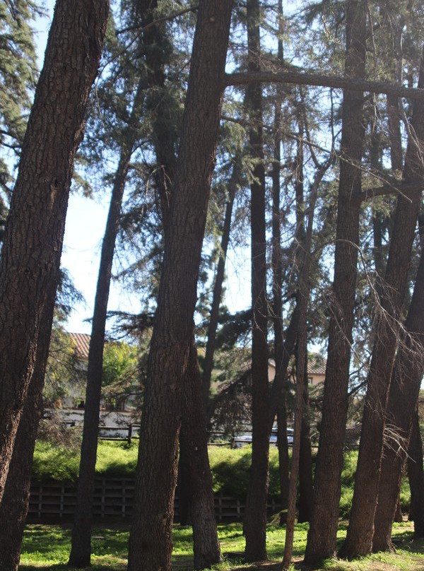 Cedar Grove Park-Tustin必去景点