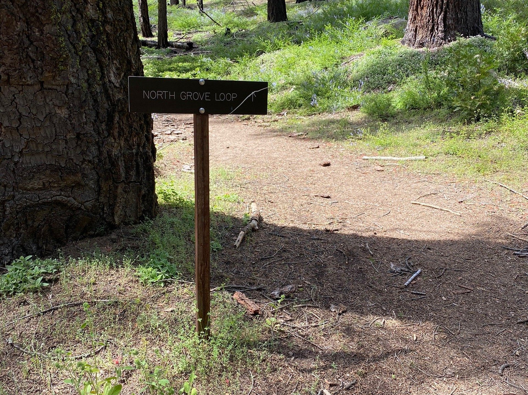 North Grove Loop Trail-红杉&国王峡谷国家公园必去景点