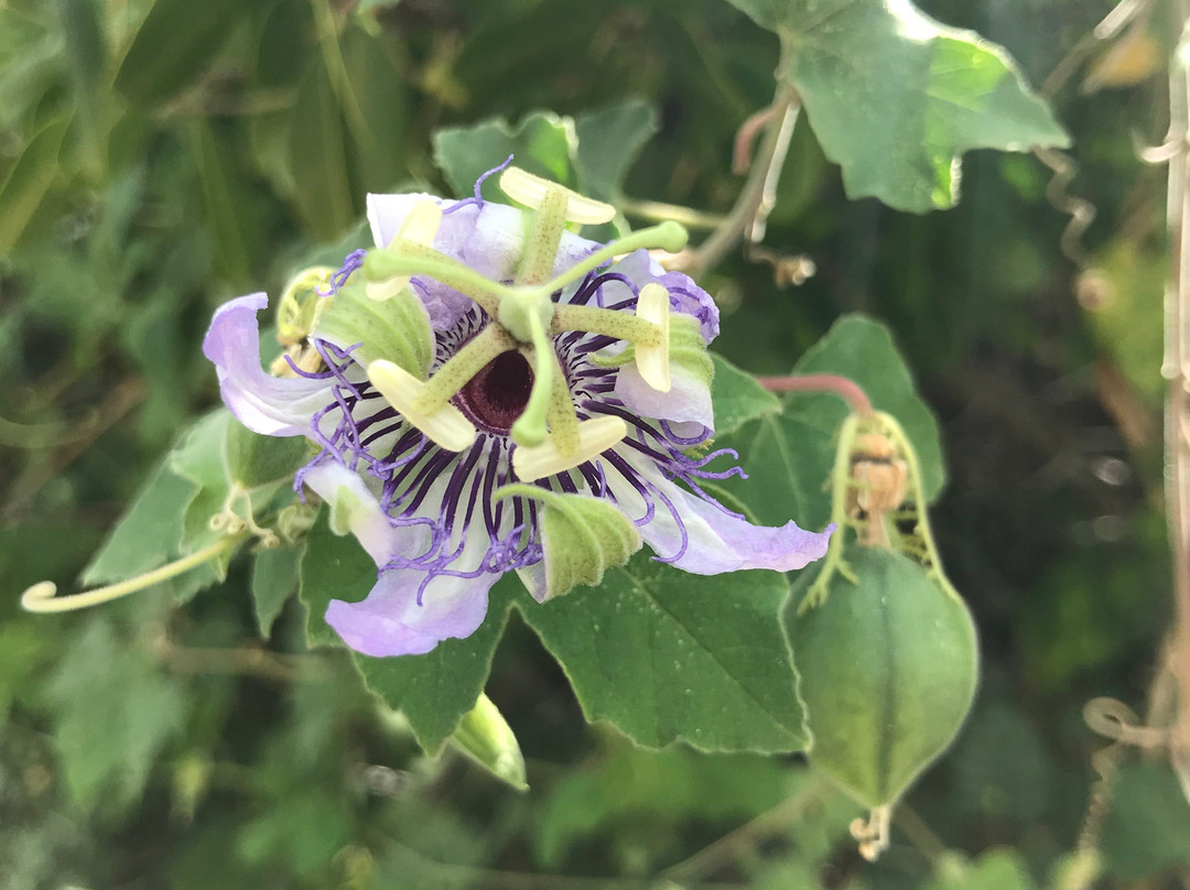 Aruba Kayak Adventure-Pos Chiquito必去景点