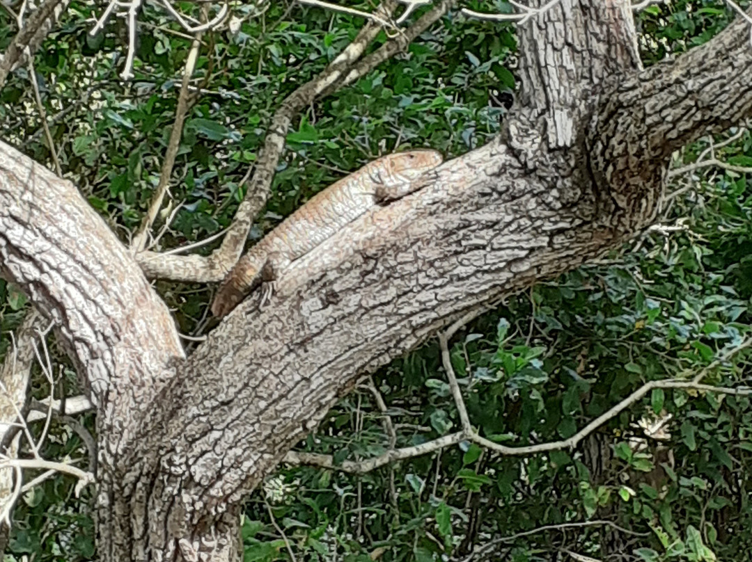 Jabiru Tour-Cuiaba必去景点