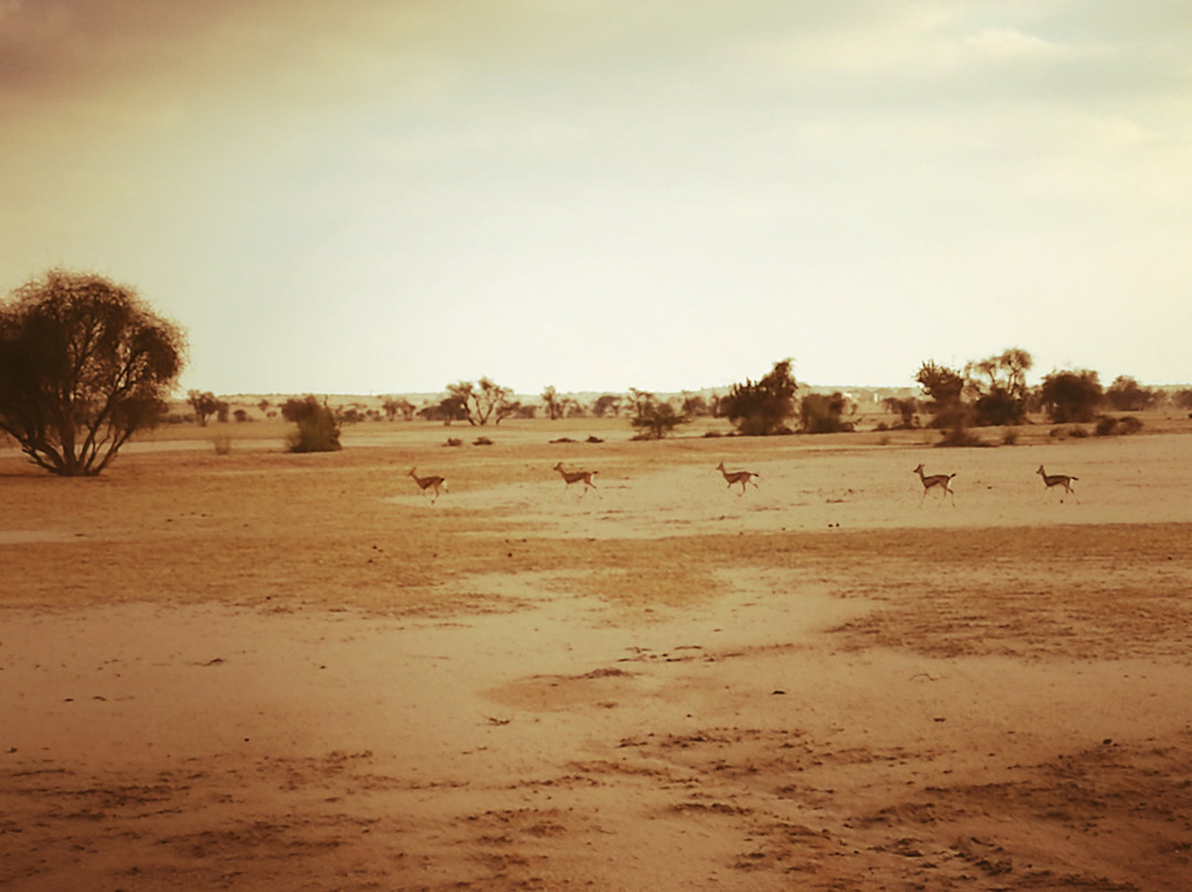 Jaisalmer Camel Safari Day tour景点图片
