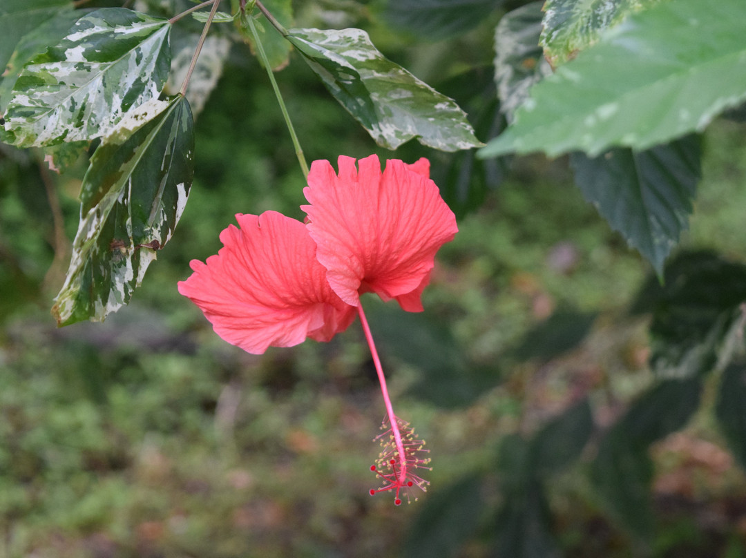 Sunnyside Garden-St. George's必去景点