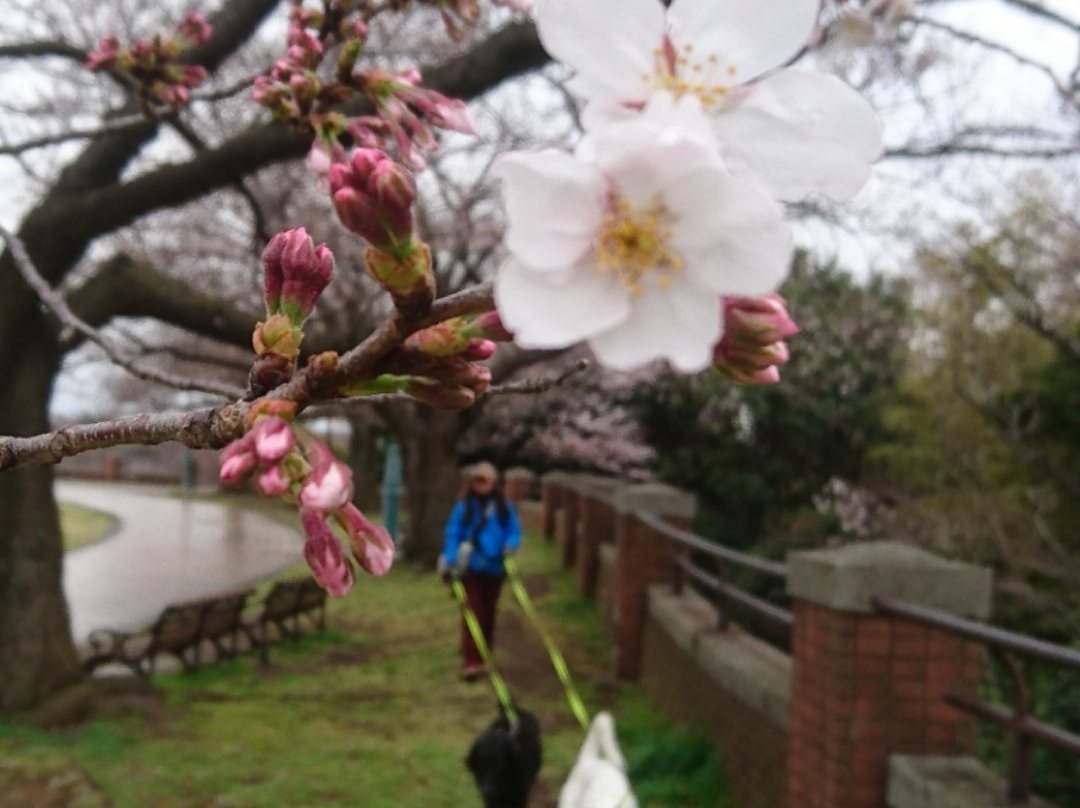 Yokohama Negishi Forest Park-横滨市必去景点