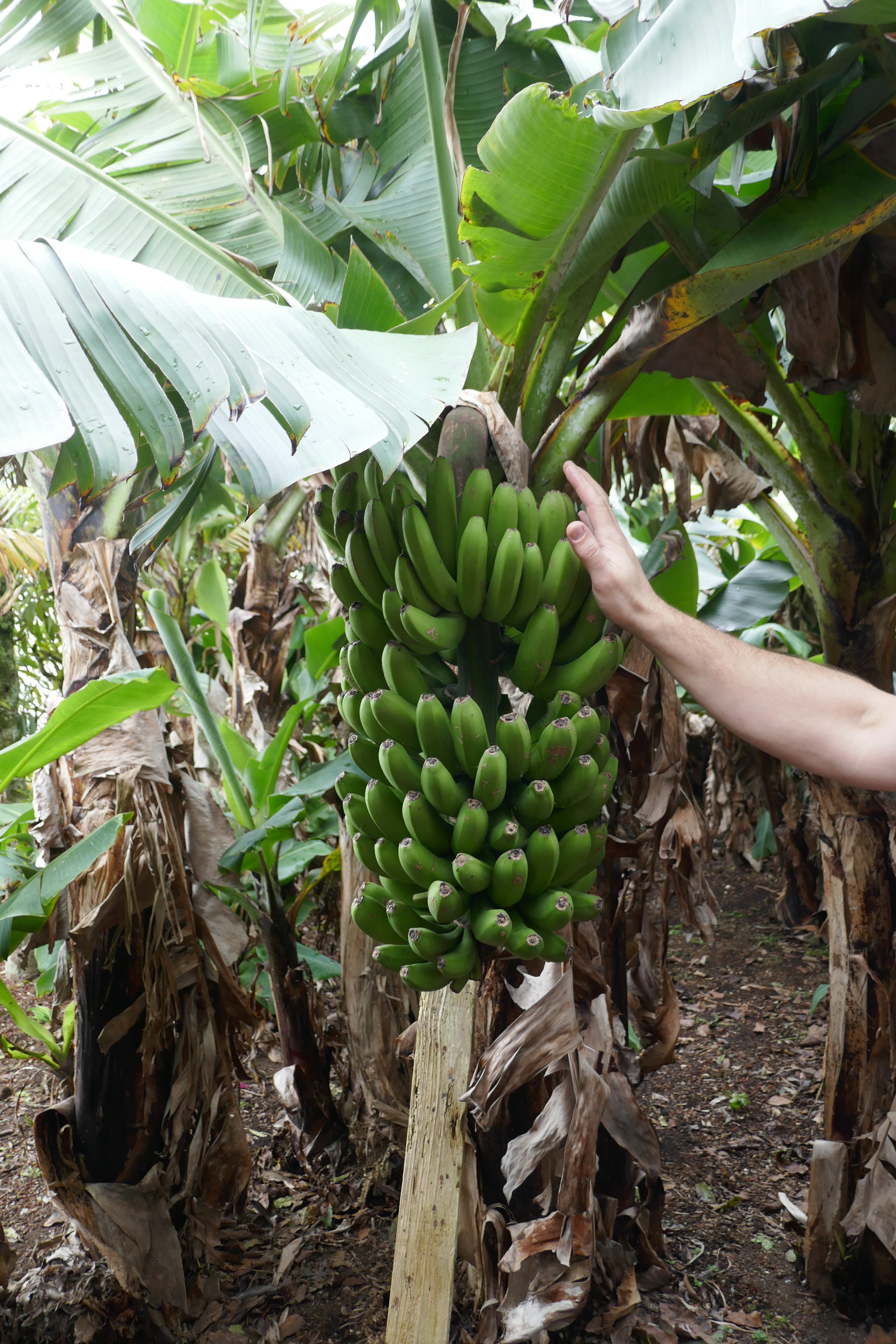Herdade do Ananas-portrait